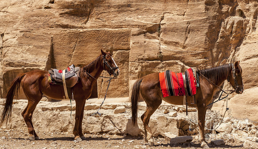 Horseback riding in Jordan Tour for 08 days / 07 nights